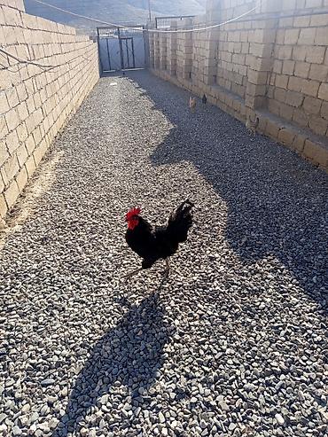 bakida cins ineklerin satisi: Salam Avusduroluq Xoruzu satılır tam sağlamdır heç bir xəsdəliyi — 7