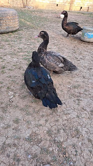 Ördəklər: Erkək, Ətlik, Pulsuz çatdırılma — 5