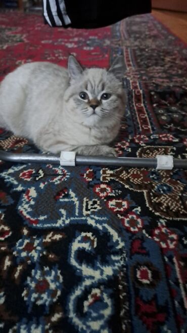 Pişiklər: Britan, Dişi — 7