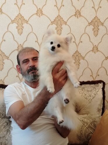 pomeranian satış: Şpitz, 6 ay, Dişi, Ödənişli çatdırılma