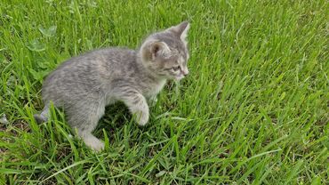 кошка с разными глазами: Кошка даром: Сибирская, 1 месяц, Девочка, Метис