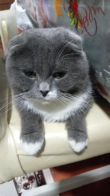 Pişiklər: Şotland yastı qulaq — 1