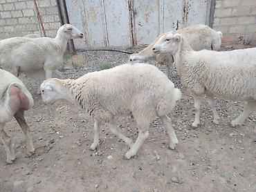 ordək balası və cucə: Salam Tatal sortudu Erkək 6 aylıq dı ünvan Samux Alıuşağıdı — 1