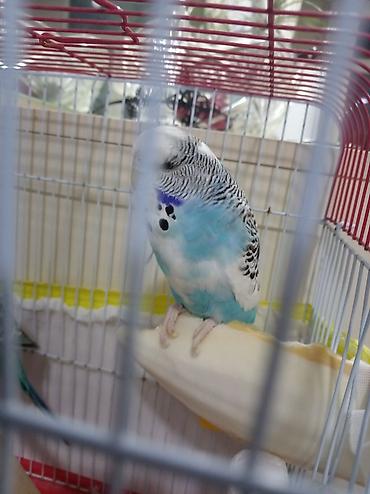 qus: Növbəti ilan: Türkiyə cinsli dalğalı tutuquşu (budgerigar) - Rəng — 2