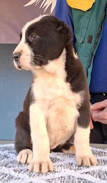 Psi: Psi na lalafo.rs — 9 Psi: Psi — 9