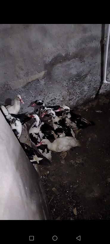 at qiymeti: 14 dənədi biri 20 manatdan satilir . internetdə və bazarda qiymətini — 4