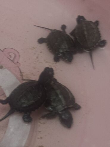 Другие животные: Красноухие черепашки,самые низкие цены,разным размеров и — 15