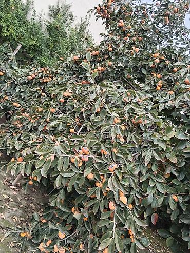 Продукты питания: Kilosu 80 qəpikdən — 5