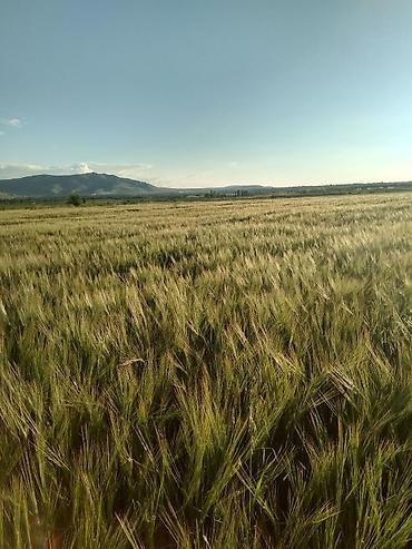 земля в канте: 4 соток, Для сельского хозяйства — 1