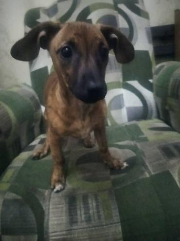 Отдам даром собаку: Щенок мелкого/среднего размера, рыже‑тигров даого окраса. Короткая — 3