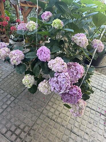 piona gulu: Hortensiya (Hydrangea macrophylla) – qapalı/sahə üçün dekorativ dibçək — 2