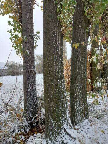 продаю в связи с переездом: Дровяная древесина из лиственных деревьев (тополь/осина на фото)