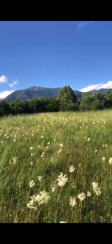 qalada torpaq: 52 sot, Kənd təsərrüfatı, Mülkiyyətçi, Kupça (Çıxarış) — 8