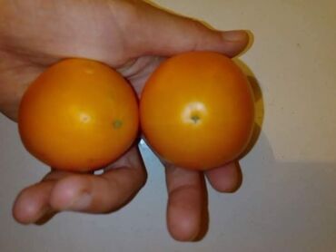 Semena i sadnice: Seme paradajza! Crveni jabučar Žuti jabučar Narandžasti jabučar — 7