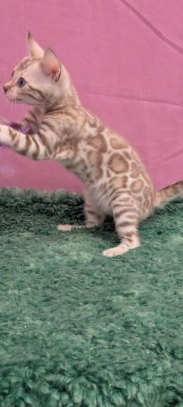 Продажа кошек: Бенгальская, 1 месяц, Девочка, Белый, Кастрирована, Приучена к лотку, Проглистована — 20