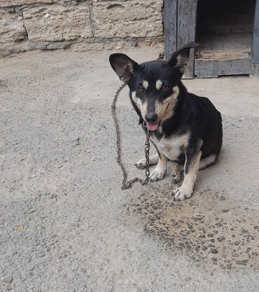 doberman itləri: Zvonok, 9 ay, Dişi