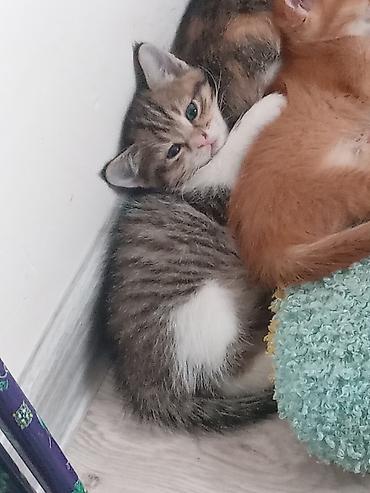 angora pişik: 🐈 Evdə doğulub böyüyən ŞİRİN PİŞİK BALALARI🐈 📍Binə/Atçılıq 292 nömrəli — 4