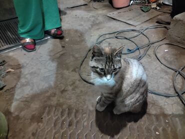 бесплатно бекер: Отдам кота в хорошие руки 1 год к туалету приучен в связи с переездом