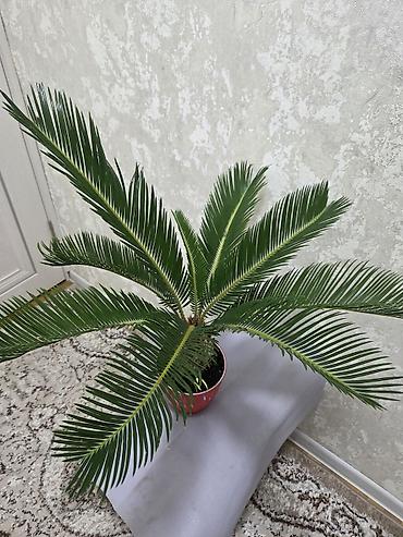 Декабристы: Декабристы (Schlumbergera) в горшках. - Окраска цветков: белая (на — 24