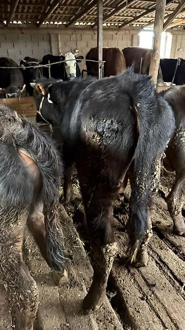 Коровы, быки: Продаю | Бык (самец) — 3