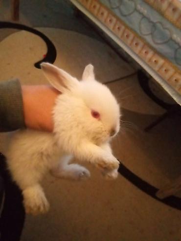 Dovşanlar: Temiz koliforniya dovwanlari .anasi atasi hamsi biryerde satilir.anasi — 9