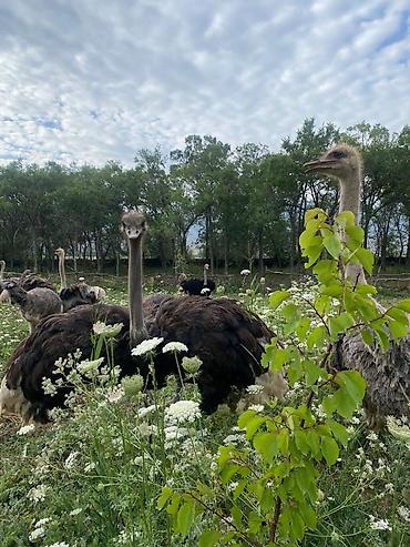 Другие с/х животные: Продаю четырех летних и молодняк страусов, цена договорная — 12