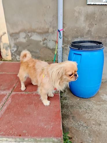 Pekines