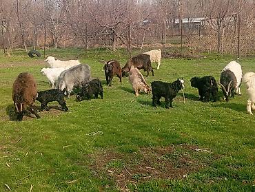 Козы, козлы: Продаю | Коза (самка), Козлёнок | Полукровка, Зааненская | На забой, Для разведения, Для молока | Племенные, Котные — 2