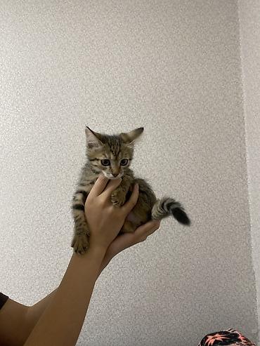 scotish fold: Кошка даром: Беспородная, 2 месяца, Мальчик, Приучена к лотку — 2