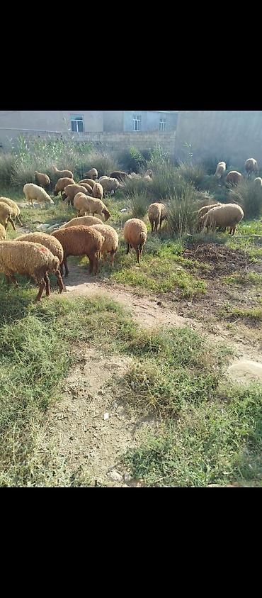ucuz quzu: Quzular satılır 87 dene Kom alana 225 manat son qiyməti budur — 1