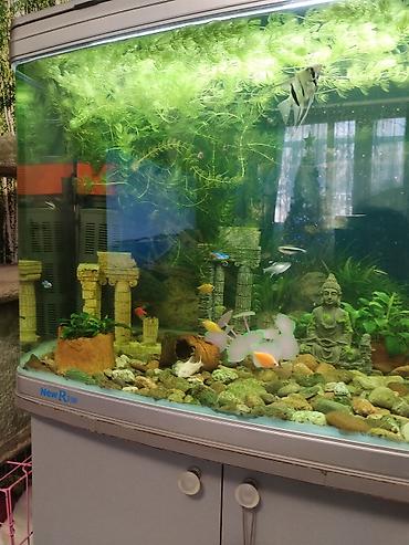 Аквариумы: Заводской аквариум на 250 литров, полностью укомплектован с рыбками и — 3