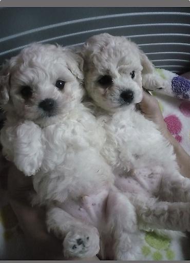 İtlər: Pudel, 2 ay, Erkek, Ödənişli çatdırılma -da lalafo.az — 1 İtlər: Pudel, 2 ay, Erkek, Ödənişli çatdırılma — 1