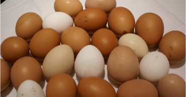 Продаю | Цыплята, Инкубационные яйца | Бойцовая, Дакан | Для разведения, Для боев