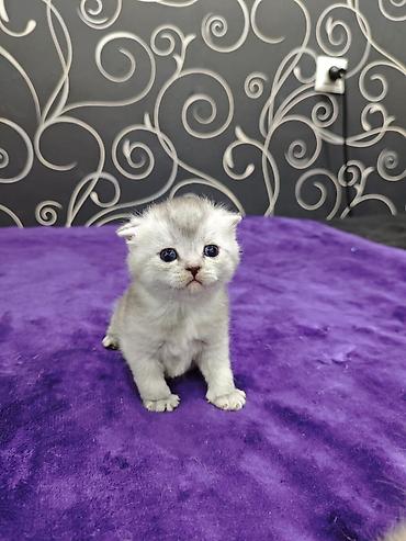 Продажа кошек: Открыта бронь на чистокровных шотландских малышей, родились — 9