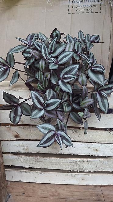 Бөлмө өсүмдүктөрү: Традесканция зебрина (Tradescantia zebrina) — ампельное комнатное — 1