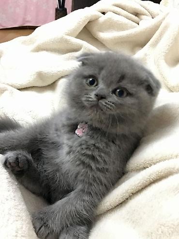 котята шотланские: Шотландский вислоухий котёнок, окрас голубой (плюшевый серый) — 1