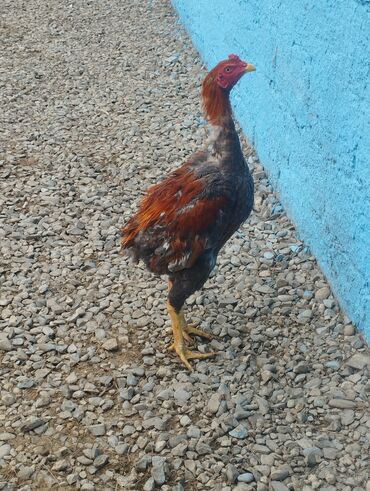 Xoruzlar: Aseel tipli uzunayaqlı cücərti/ceylək xoruz - Uzun və güclü sarı — 2