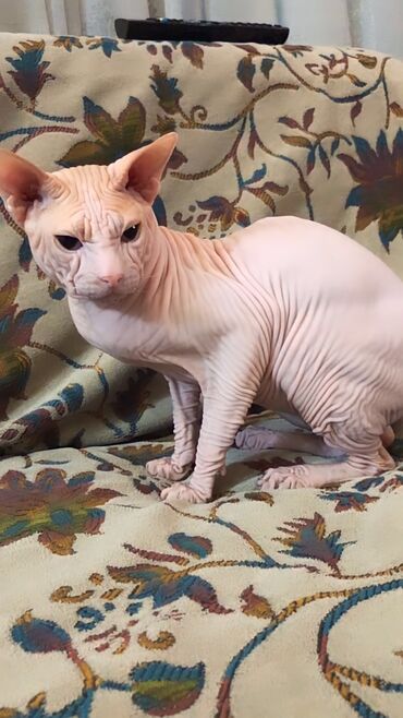 шотландский кот на вязку: Кот Сфинкс на Вязку или продажу