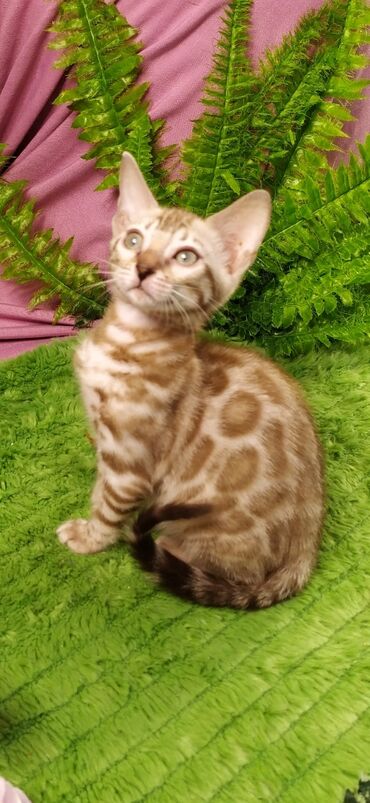 Продажа кошек: Друзья !!! питомник Бен Гла Мур с радостью предлагает новый помет. от — 27