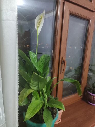 feyxoa ciceyi: Spathiphyllum (Sülh çiçəyi) – otaq bitkisi - Növ: Spathiphyllum