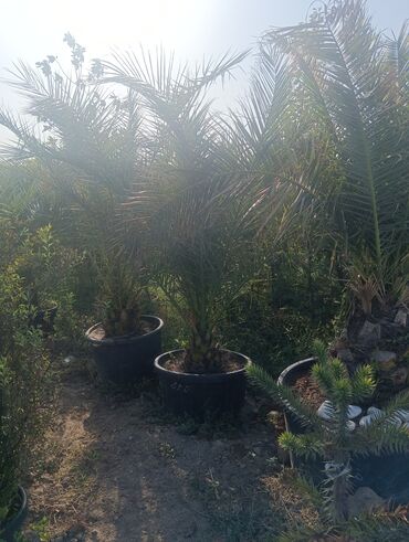 Landşaft işləri: Dekarativ agaclarin satişi çatrlme ekme odenişludir qazon torf — 8