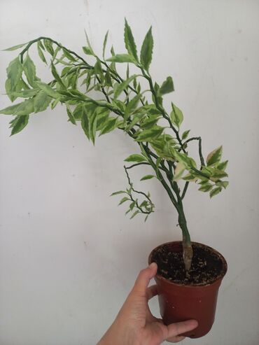 вариегатные растения купить: Продаю "Педилантус", комнатное дерево,растёт до 3-метров. Можно в