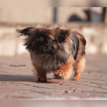 Услуги ветеринара: Гостиница для собак уезжаете в командировку или отпуск, и не знаете — 2