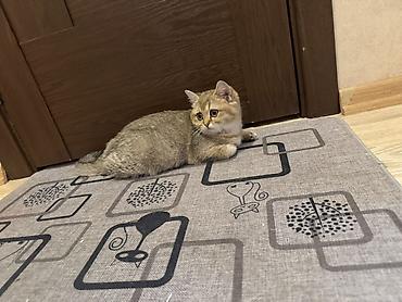 pişik dişi: Şinşilla, Dişi, Yaxşı əllərə, Ödənişli çatdırılma — 4