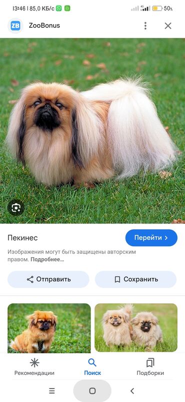 собаки лабрадор: Пекинес, 1 месяц, Самец