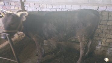 луговое быки: Продаю | Тёлка | Алатауская | На откорм, Для разведения