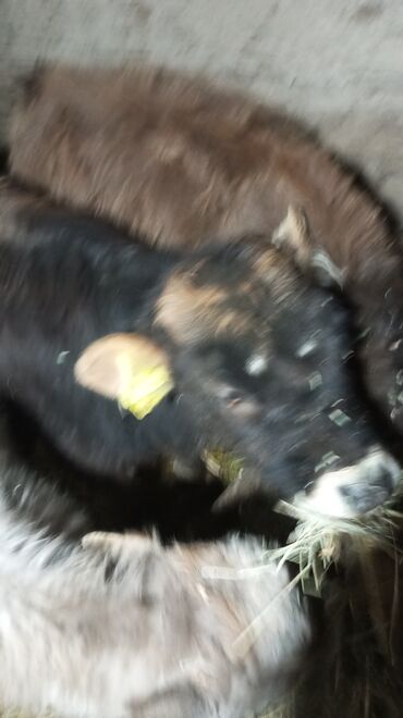 Коровы, быки: Продаю | Тёлка | На откорм — 3