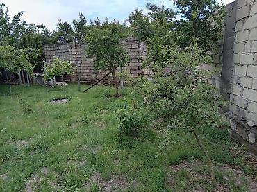 ferma satılır 2025: 5 sot, Kənd təsərrüfatı, Mülkiyyətçi, Kupça (Çıxarış) — 9
