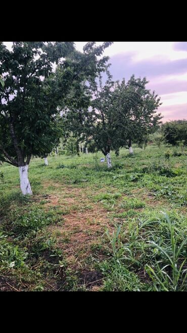 masazır torpaq sahəsi: 48 sot, Kənd təsərrüfatı, Mülkiyyətçi, Bələdiyyə