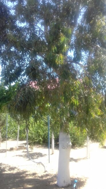 Bağ evlərinin kirayəsi: 100 kv. m, 3 otaqlı, Hovuzsuz, Qaz, Su, İnternet — 10